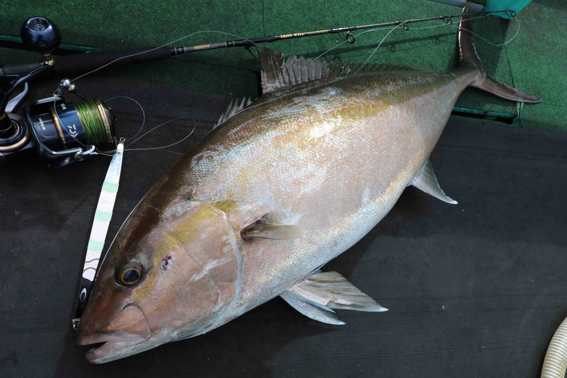 IRONWILL/アイアンウィル ‣ ネイチャーボーイズ