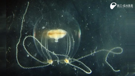 江の島の謎クラゲ？ | えのすいトリーター日誌 | 新江ノ島水族館