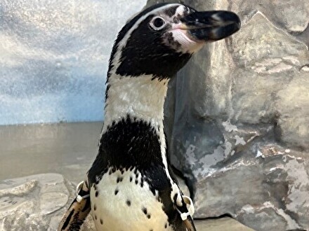フンボルトペンギンの「テン」 | えのすいトリーター日誌 | 新江ノ島水族館