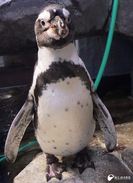 これを読めば今のペンギンたちがすぐ分かります 3 最終編 | えのすい