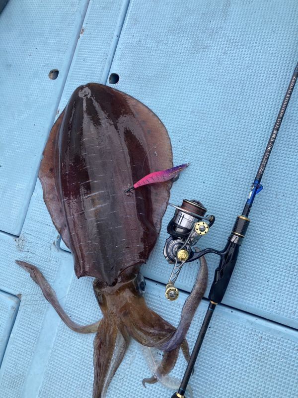 魅黒/Blue』ZERO-G EVOLUTION GVX 蒼龍II 706 EVA [別注EGI MANIACS