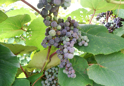 岩手県「山ぶどう」｜フードアルチザンのおすすめ｜${SITE_INFO.name}