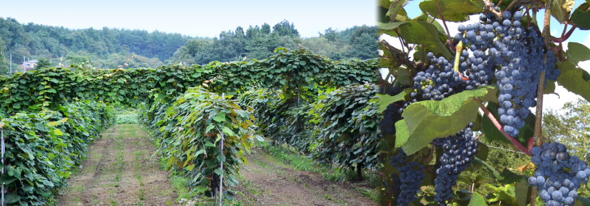 岩手県「山ぶどう」｜フードアルチザンのおすすめ｜${SITE_INFO.name}