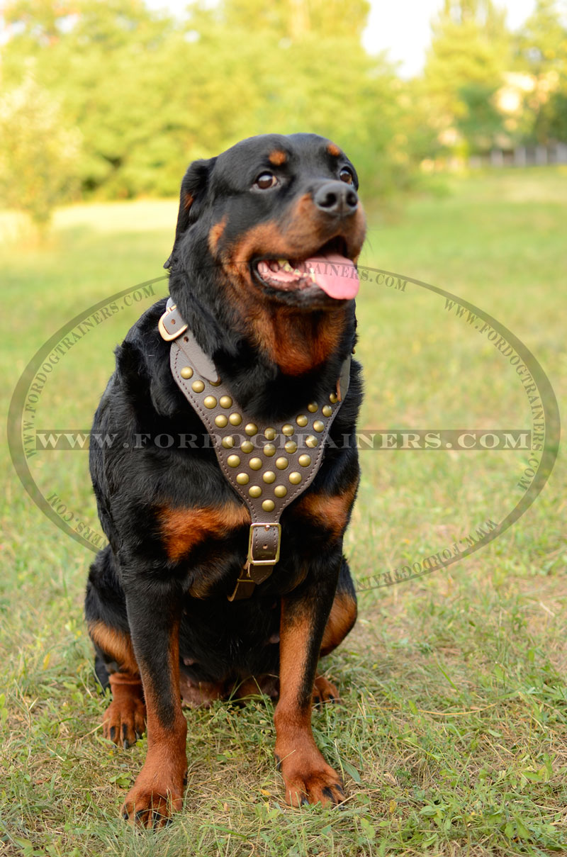 Rottweiler Studded Walking dog harness- handmade leather harness - H15