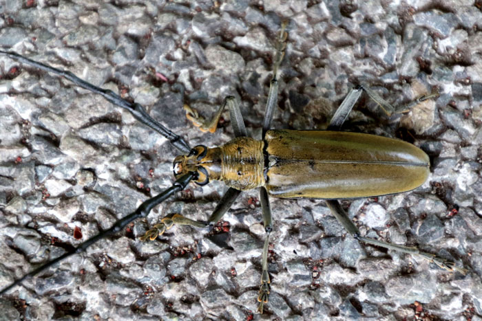 昆虫シリーズ52 カミキリムシの仲間 | あきた森づくり活動サポートセンター