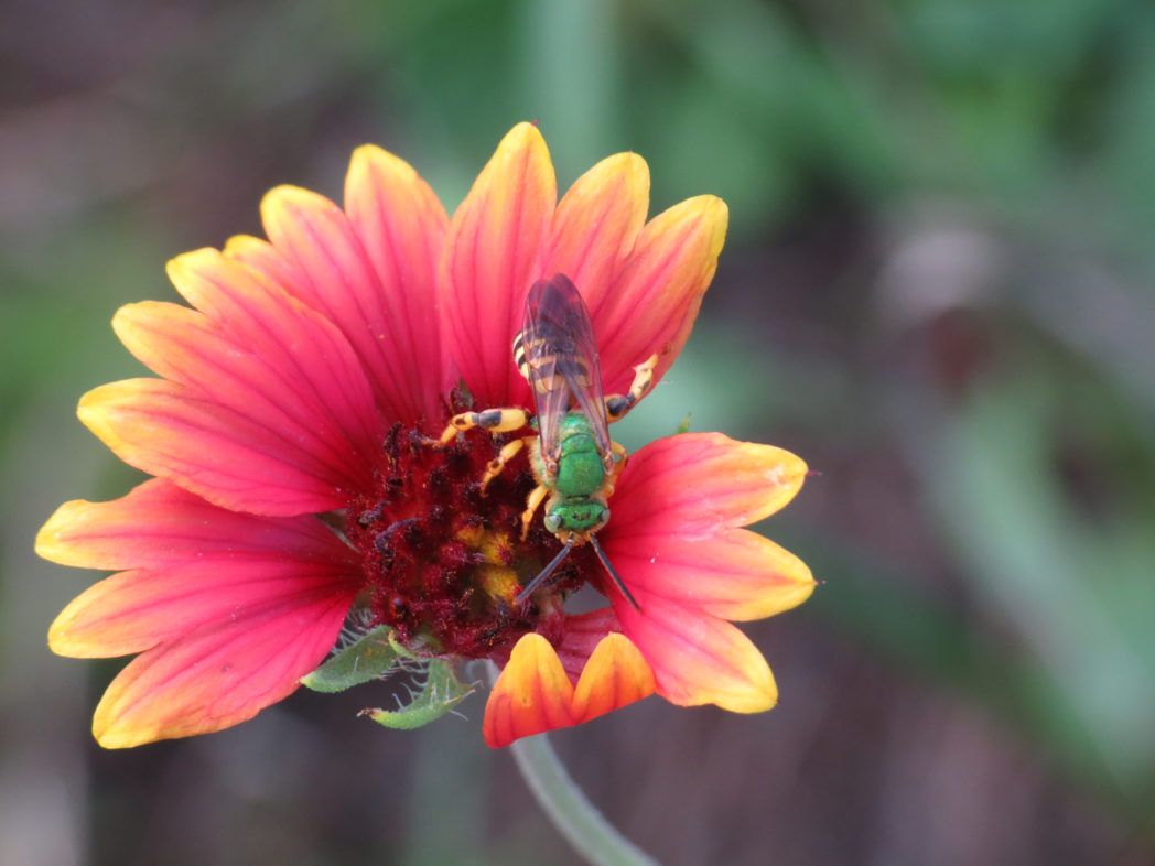 Sweat bees - Florida Wildflower Foundation