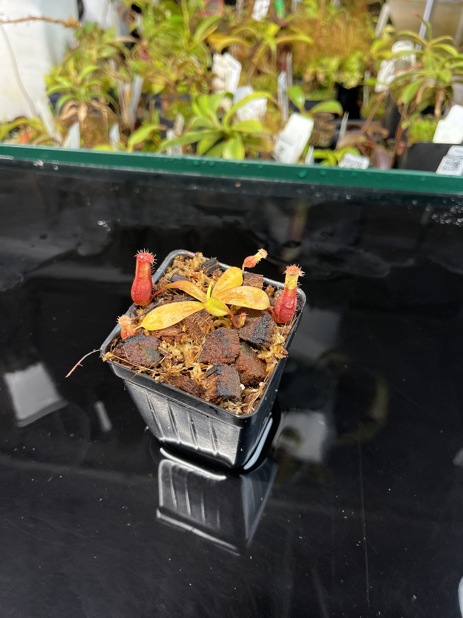 Nepenthes villosa x ventricosa | JH | Florae | Jeremiah Harris