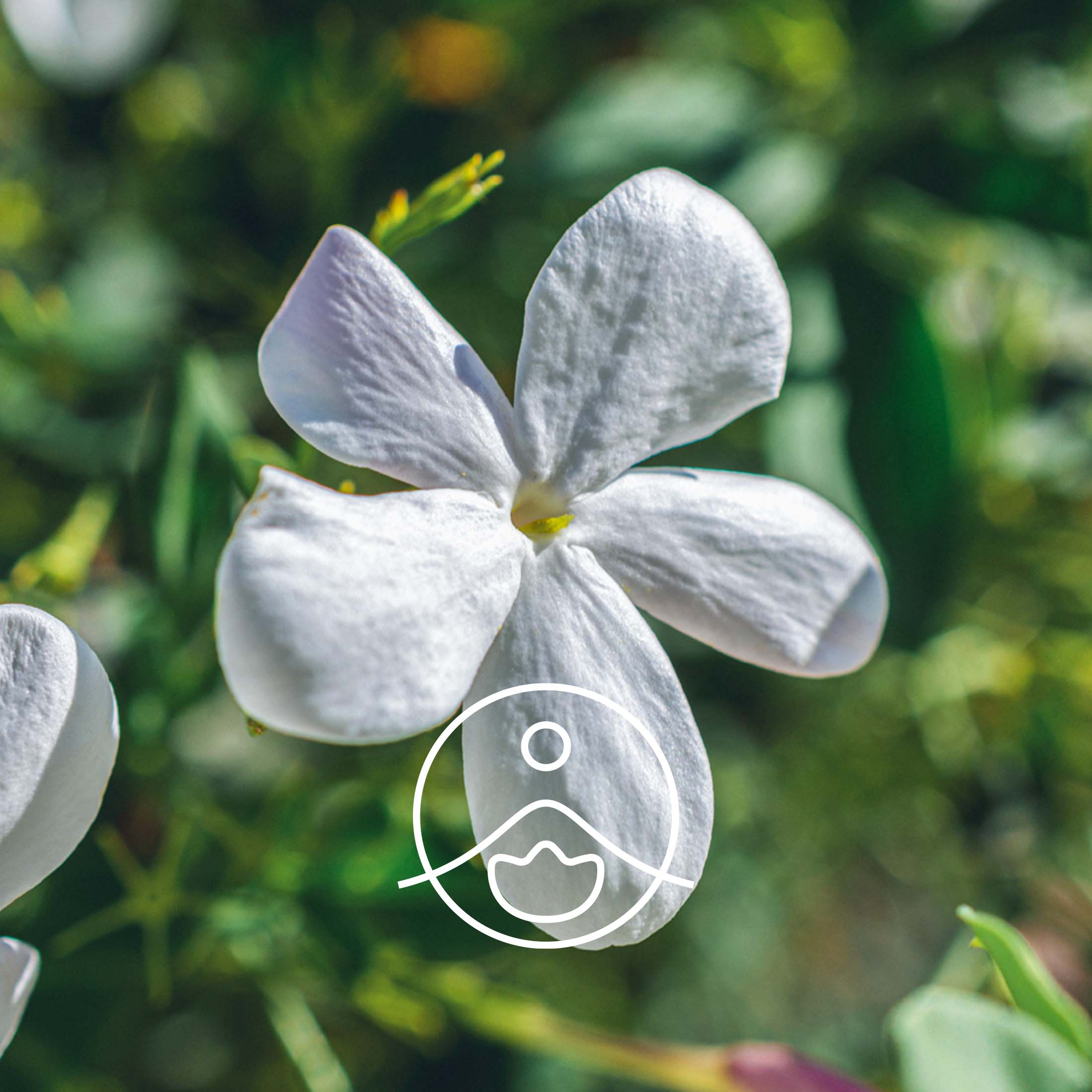 ジャスミンの種類と香り