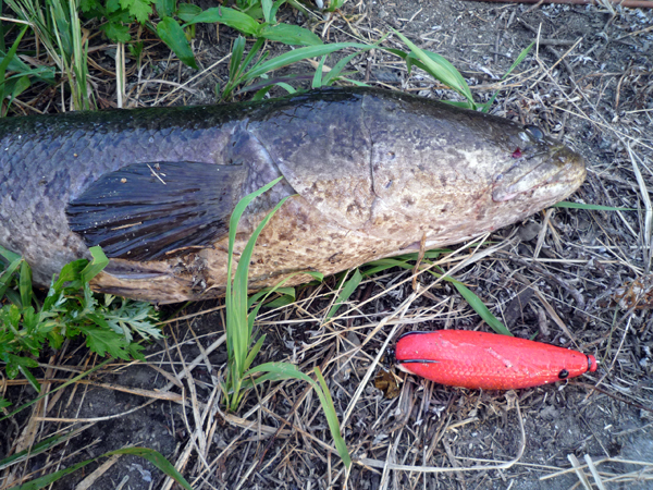 新製品情報「アナコンダフロッグ 新色追加」 (STAFF ブログ by finesse)