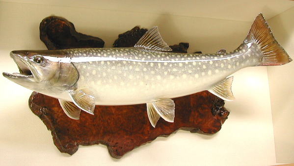 イワナ剥製【魚類剥製工房フィッシュクラフトマツモト】