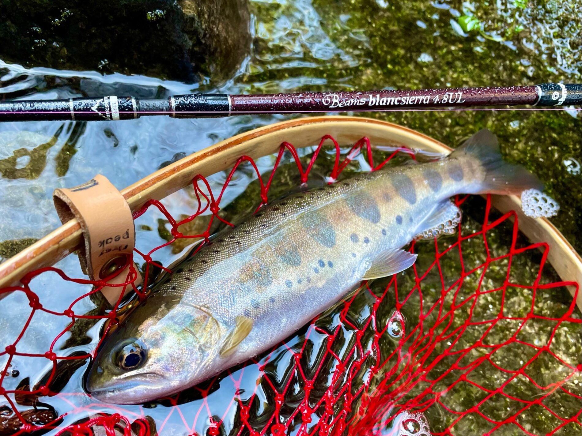 Beams blancsierra3.9UL LIMITED アーカイブ - Fishman（フィッシュマン）