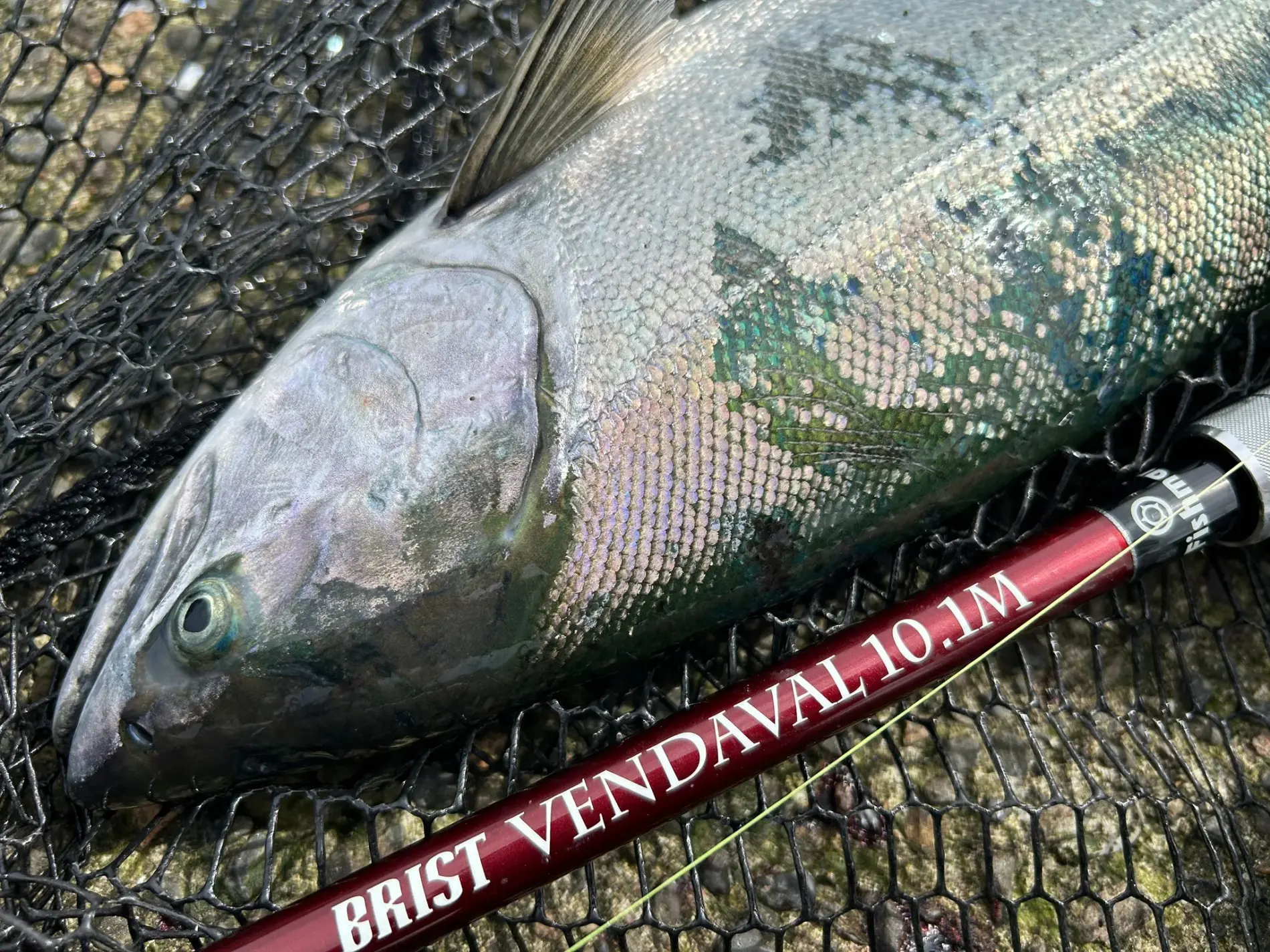 BRIST VENDAVAL10.1M アーカイブ - Fishman（フィッシュマン）