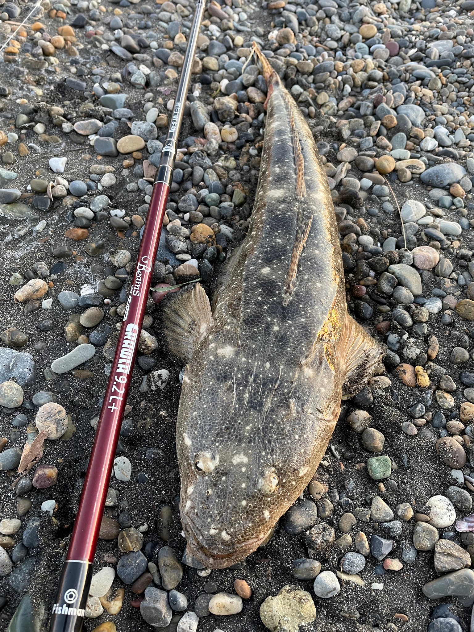 Beams CRAWLA9.2L+ アーカイブ - Fishman（フィッシュマン）