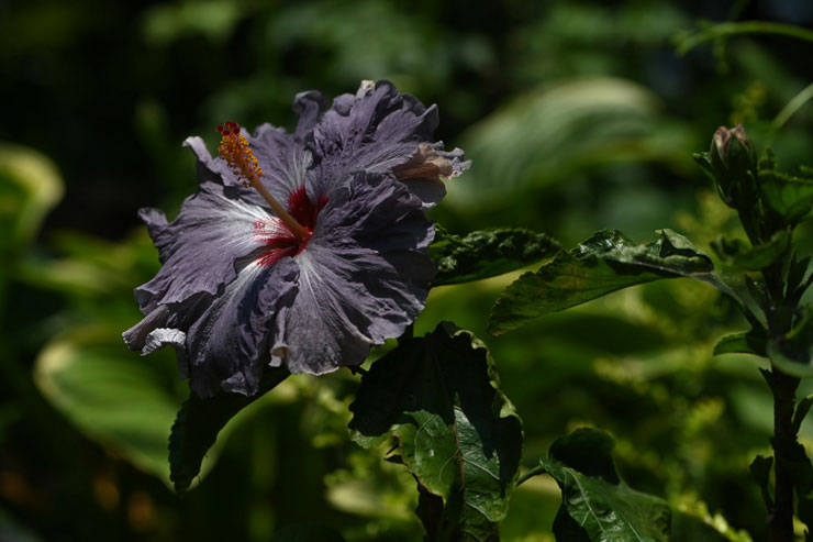 Nikon AF-S VR Micro-Nikkor 105mm f/2.8G IF-ED 実写レビュー