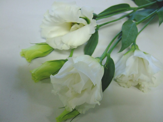 リシアンサス（トルコキキョウ）｜フラワーカタログ｜フレネットHIBIYA