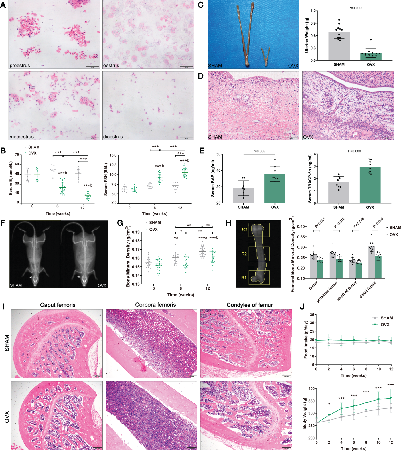 Frontiers | An integrated study of hormone-related sarcopenia for