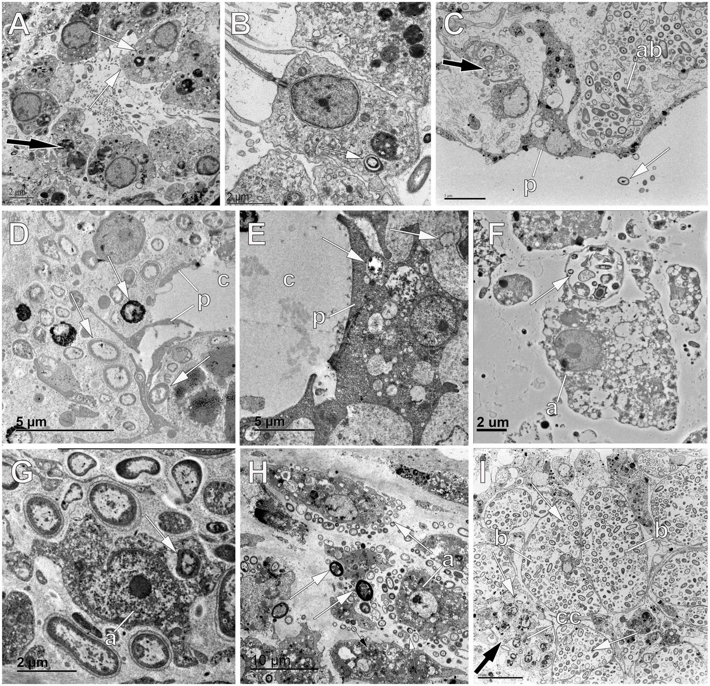 Frontiers | Global patterns in symbiont selection and transmission