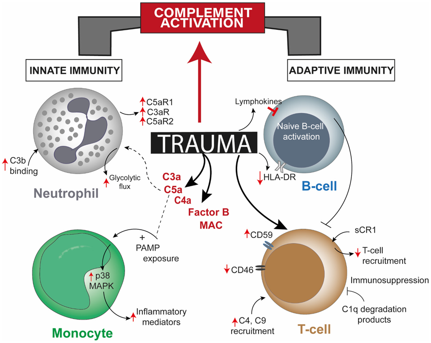 Frontiers | Complement After Trauma: Suturing Innate and Adaptive