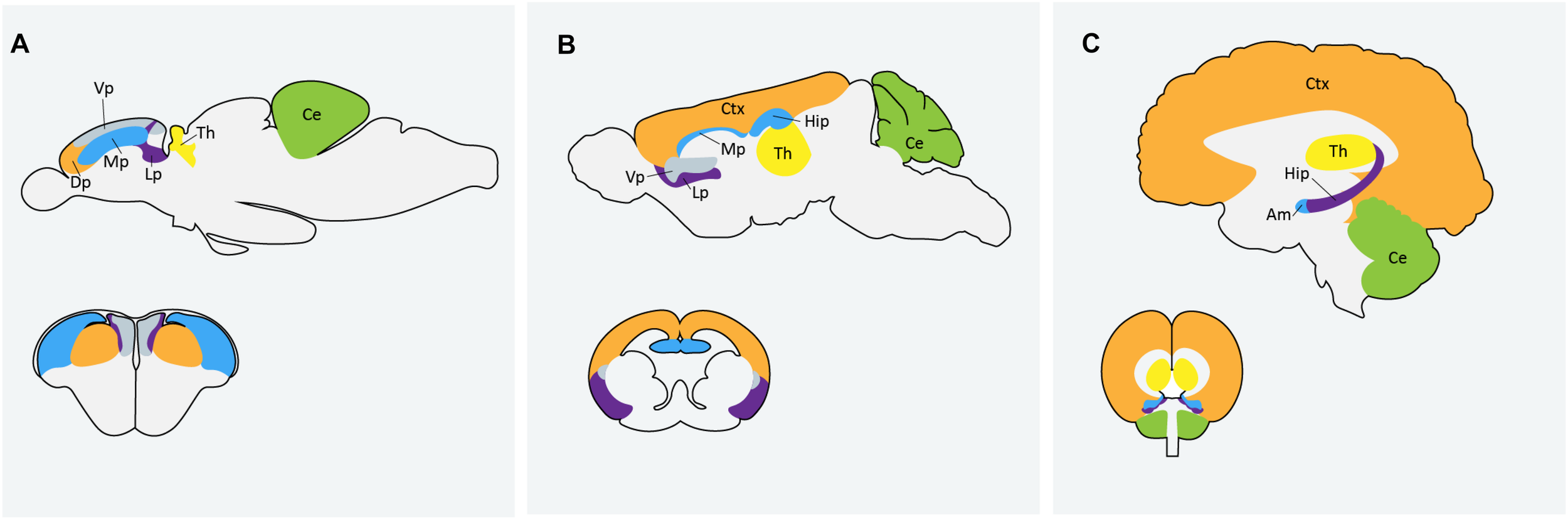 Frontiers | Using Zebrafish to Model Autism Spectrum Disorder: A