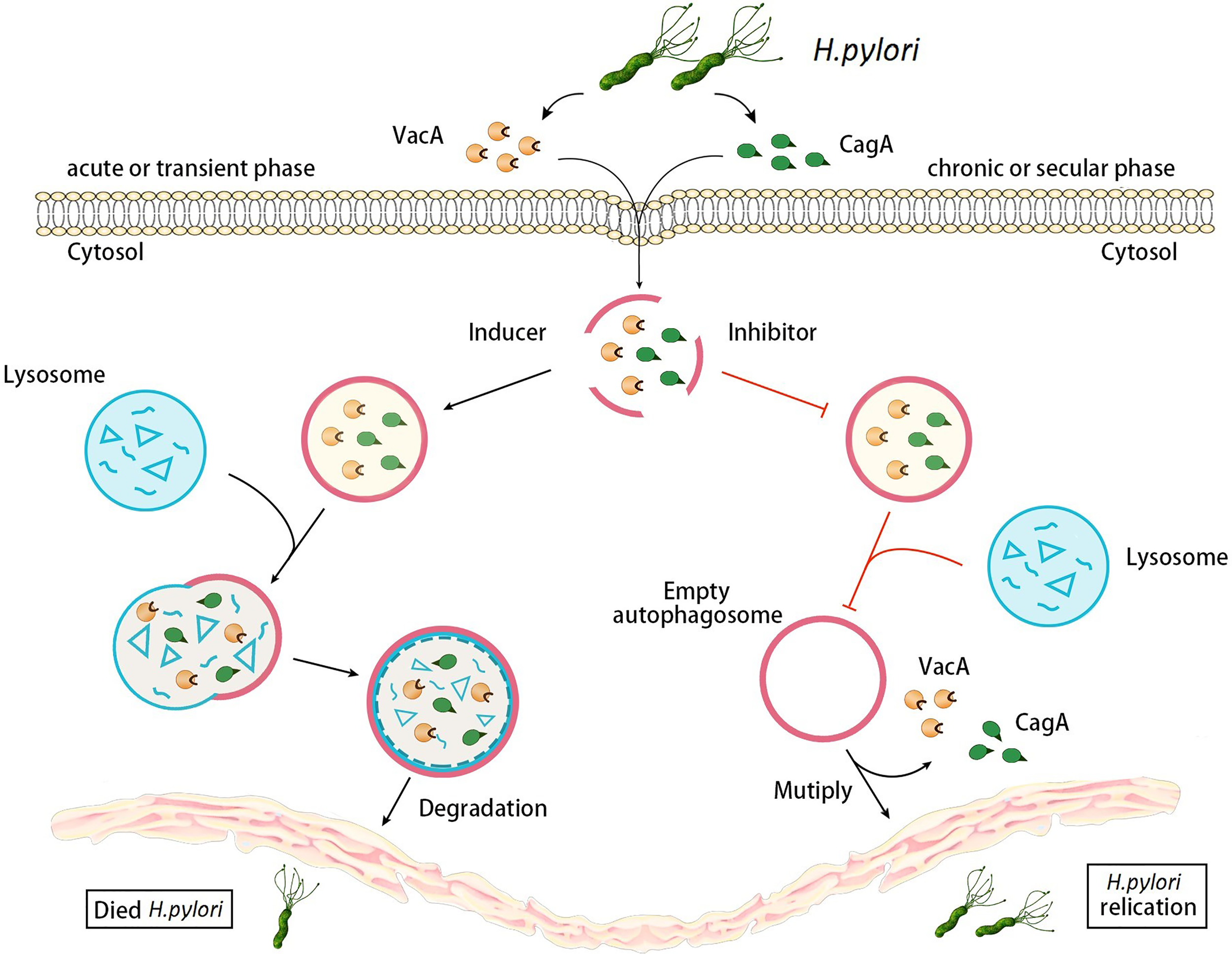 Frontiers | An Overview of Autophagy in Helicobacter pylori