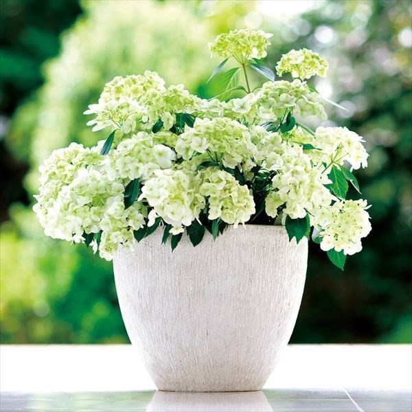 国華園オンラインショップ / 花木苗 アジサイ ラグランジア(R