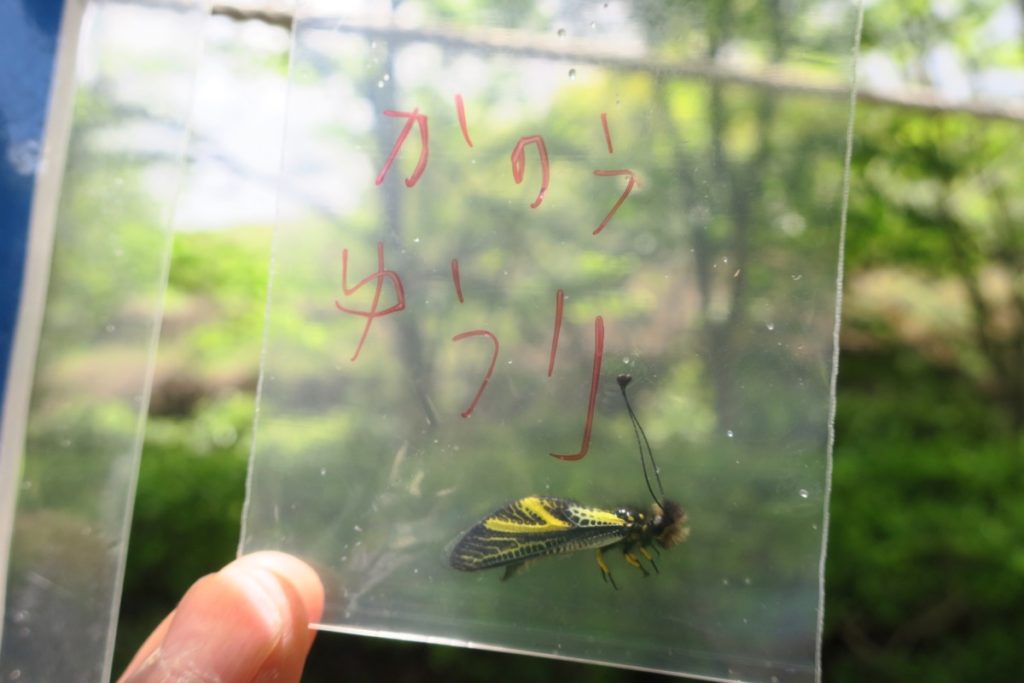 募集】昆虫大捜査線（播磨中央公園）2020年6月27日（土）開催 | 佐用町