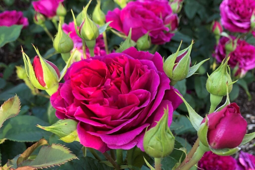 青木宏達育種 | 河本バラ園-KawamotoRoseGarden-