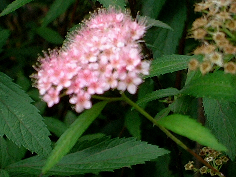 シモツケ(下野)【かぎけんWEB】
