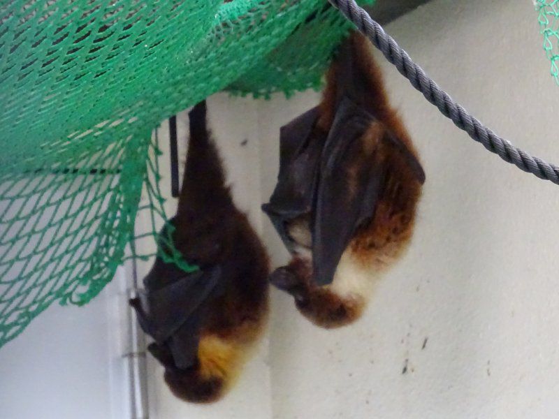 オリイオオコウモリ【かぎけんWEB】