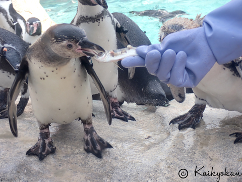 フンボルトペンギン特別保護区に1羽模様の違うペンギンが⁉ | 市立し