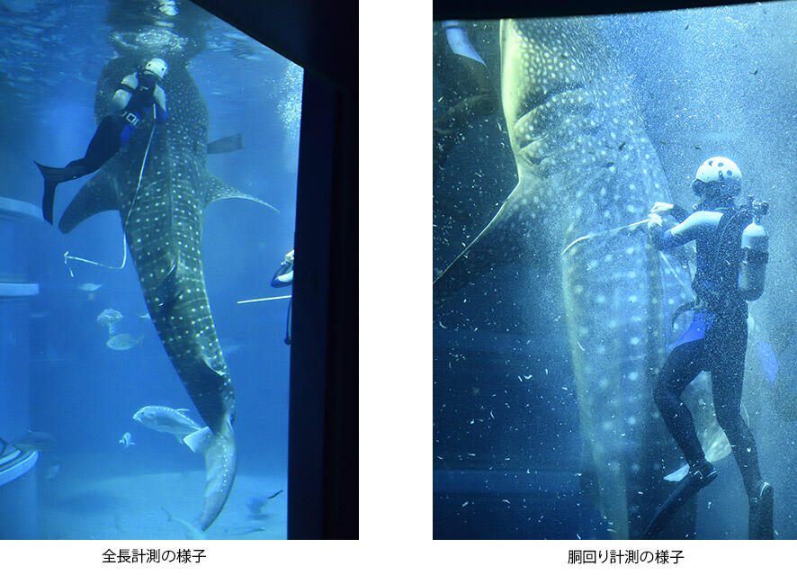 ジンベエザメの身体測定を実施しました | 海遊館ニュース | 海遊館