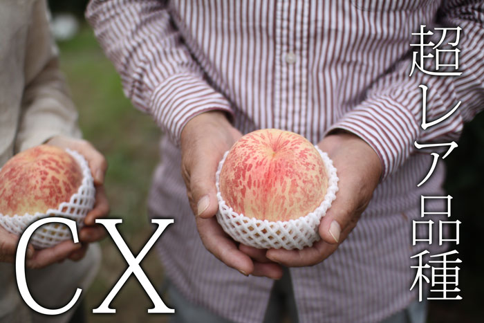 超レアな桃CX（シーエックス）。超熟の高糖度桃CX！