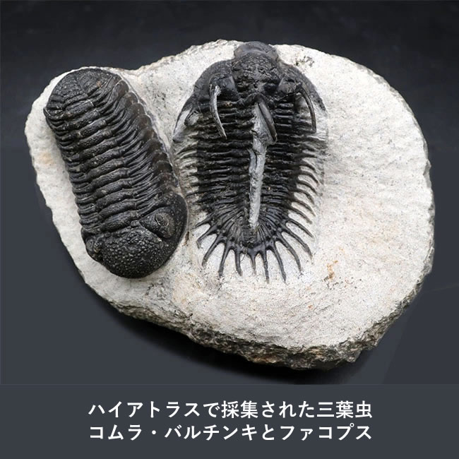 モロッコ5大化石産地をご紹介：時を超えた自然の遺産 | 恐竜化石