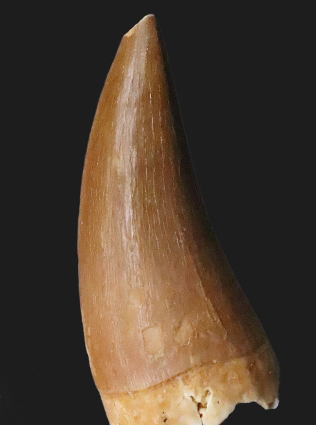 滑らかで美しいカーブが印象的な、コレクショングレードのモササウルス