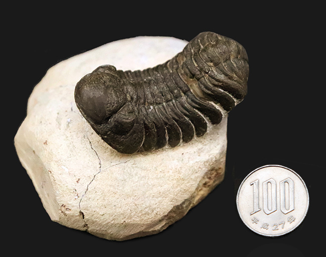 ダイナミックなポーズが印象的！細部まで精緻にクリーニングされた三