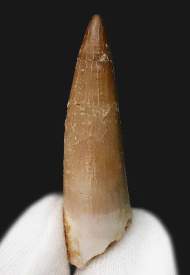 エナメル質の保存状態抜群＆先端まで残る美品！モロッコ産の首長竜
