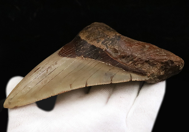 メガロドンファンが思わず唸る！化石セブン初登場……希少産地「チリ