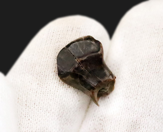 マニアックかつベリーレア！ 恐竜ヘビーコレクター必見！アンキロ