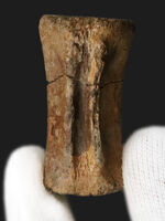 テスケロサウルス、化石の通販・販売｜厳選した本物のテスケロサウルス