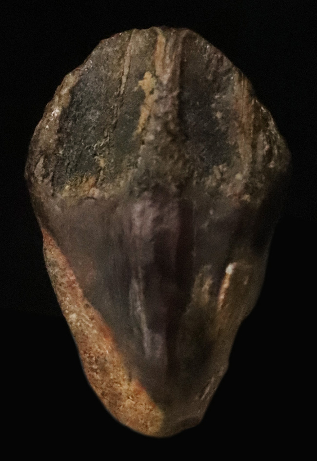 妥協なき最高の標本をお探しの方におすすめ！教科書的ともいえる完璧な