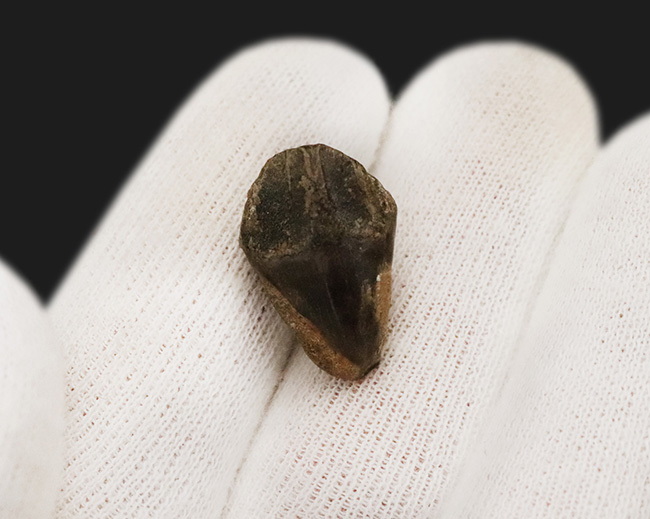 妥協なき最高の標本をお探しの方におすすめ！教科書的ともいえる完璧な