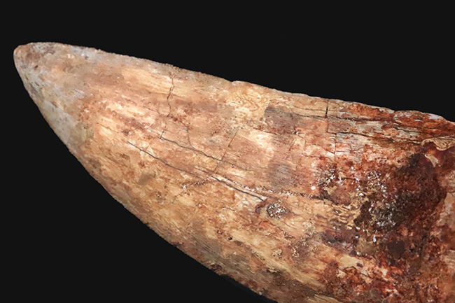 これこそ巨大歯！ 長く、そして太い！ この迫力の前では、他の存在が霞