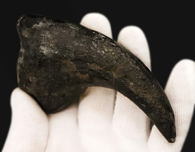 17年の社史でわずか2点目！恐竜化石コレクター垂涎の逸品…アロサウルス