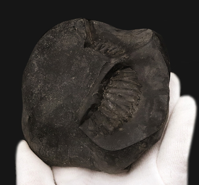 ずっしりと重く存在感あり！ネパール・ヒマラヤ産のジュラ紀の