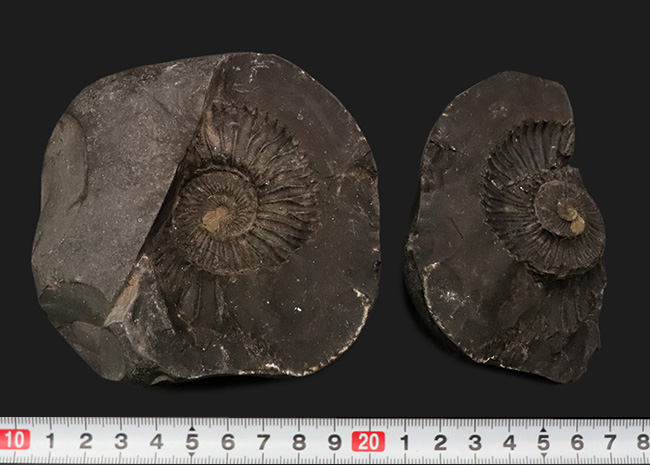 ずっしりと重く存在感あり！ネパール・ヒマラヤ産のジュラ紀の