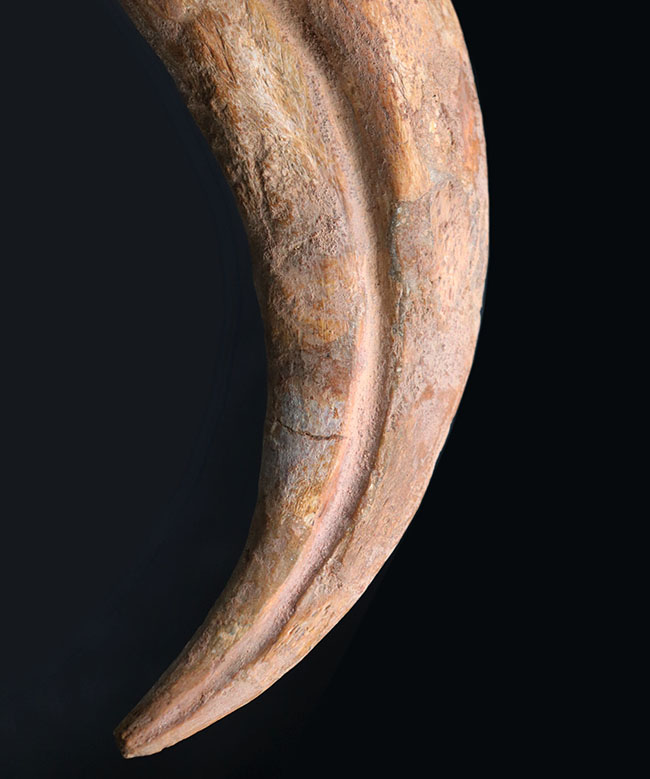 クロウ部分だけで215ミリという最大級のサイズ！！あの