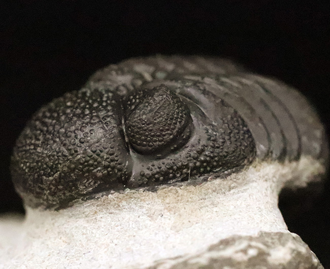 複眼の保存状態が圧巻！めったに出会えないレベルの精緻なクリーニング