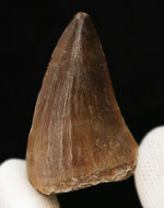 厚みあり、状態の良いエナメル質を全体に湛えた、美麗な、モササウルス