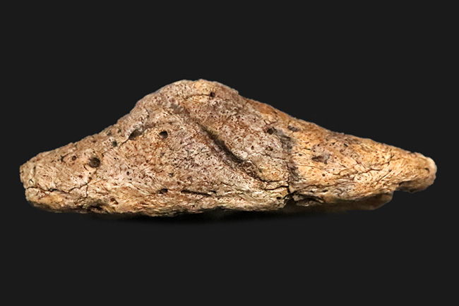 あのフリルの外縁を覆っている装飾部位、トリケラトプス（Triceratops