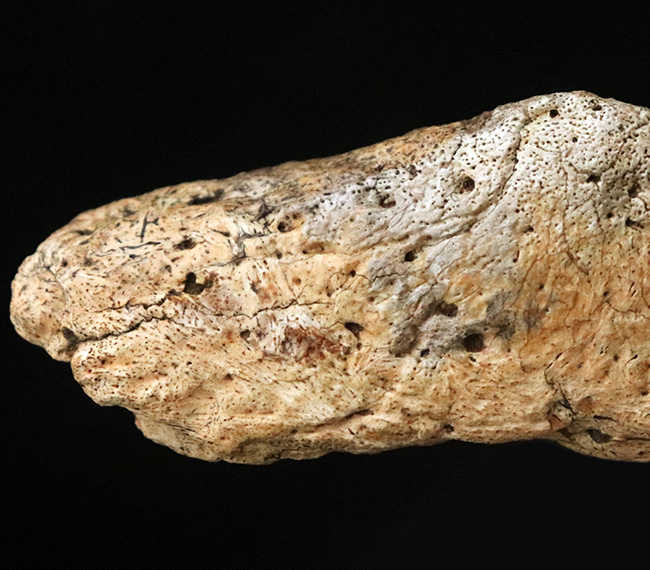 あのフリルの外縁を覆っている装飾部位、トリケラトプス（Triceratops